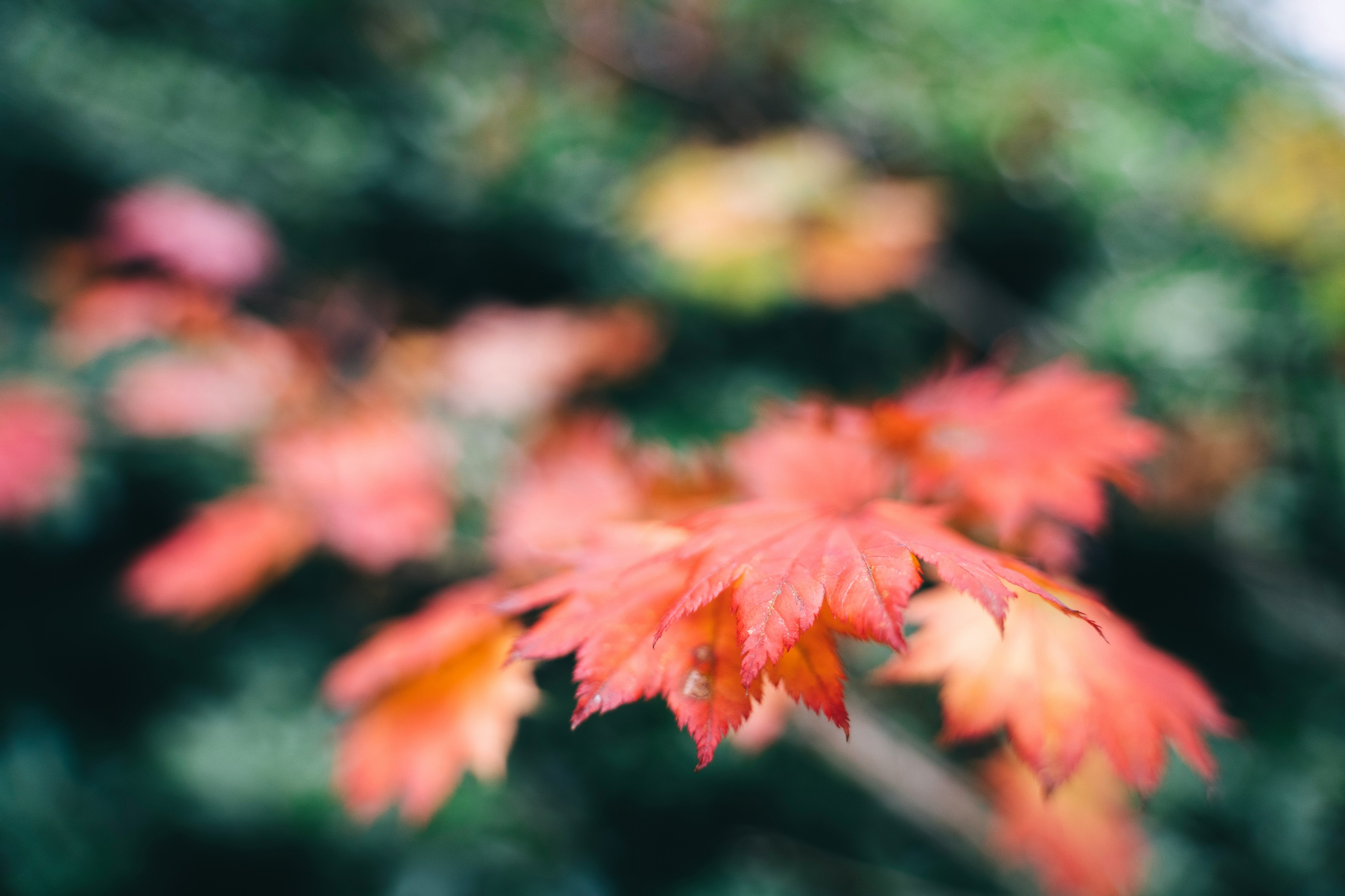 selective focus photography of red maple leafs